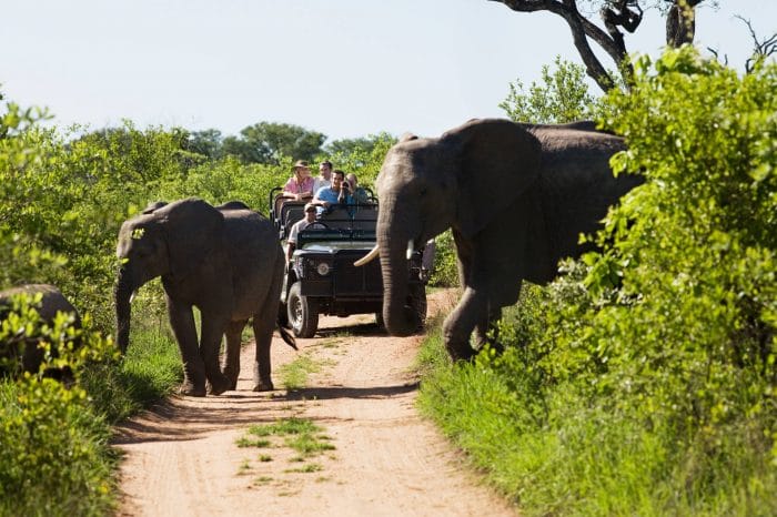 Kruger National Park Safaris From Cape Town Archives - Africa Moja Tours