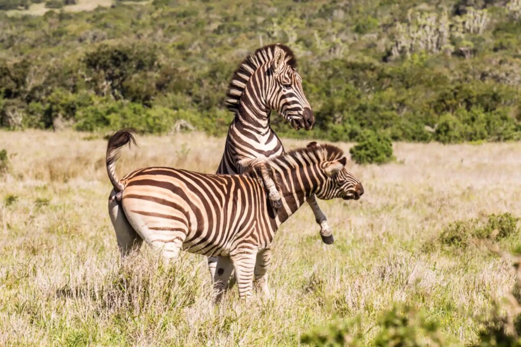 Two zebras in grassy landscape. - 3 Day Kruger Safari from Cape Town