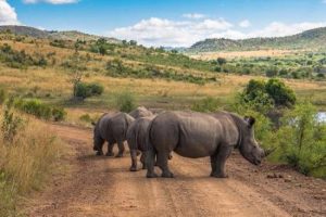 Discover The Best of Pilanesberg National Park 3