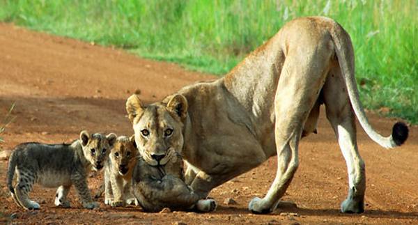 A lioness on a dirt path in Pilanesberg National Park looks back as three playful cubs gather around her. They stand on a reddish-brown dirt road, with grassy terrain stretching out in the background.