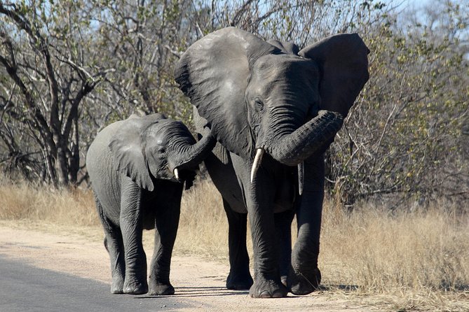 The Ideal Time To Explore Kruger National Park