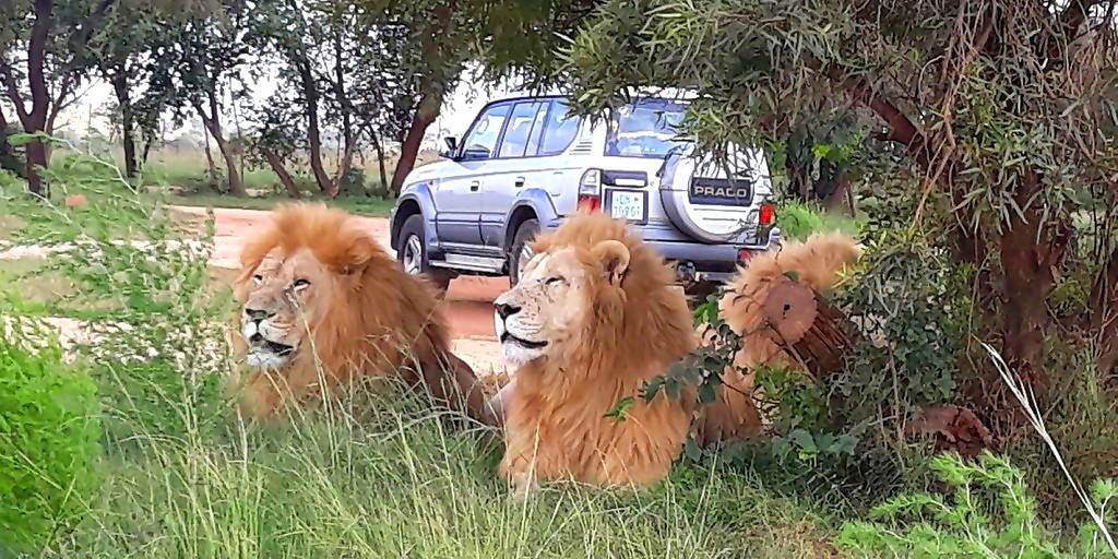 history of lion safari park