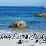 A group of penguins gathers on a sandy beach with large rocks around them, a picturesque stop on the Cape Peninsula tour. The ocean is calm with a sailboat visible in the distance under a clear blue sky.