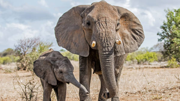 2 day Kruger Safari from Johannesburg 6