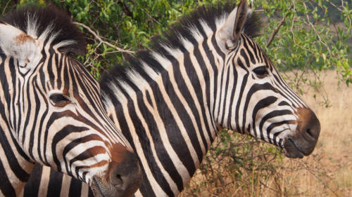 3 day Kruger safari from Johannesburg