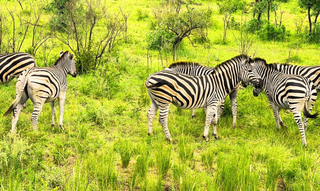 3 Day Kruger Safari from Cape Town tour itinerary