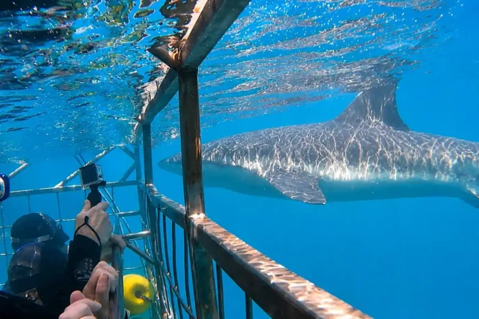 Great White Shark Diving Tour