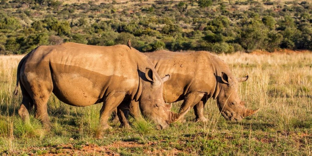 Two rhinos graze on grass in a sunlit savanna at Pilanesberg Game Reserve, with trees and shrubs as a serene backdrop. The majestic creatures move slowly, their large bodies casting shadows on the expansive ground.