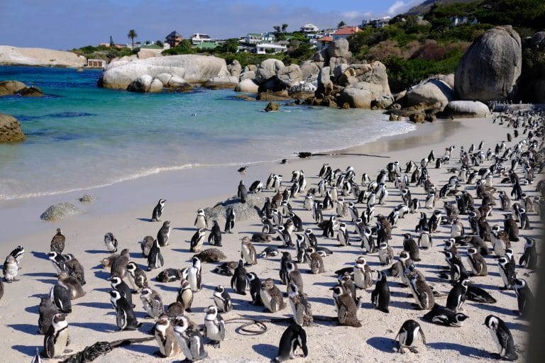 penguin colony