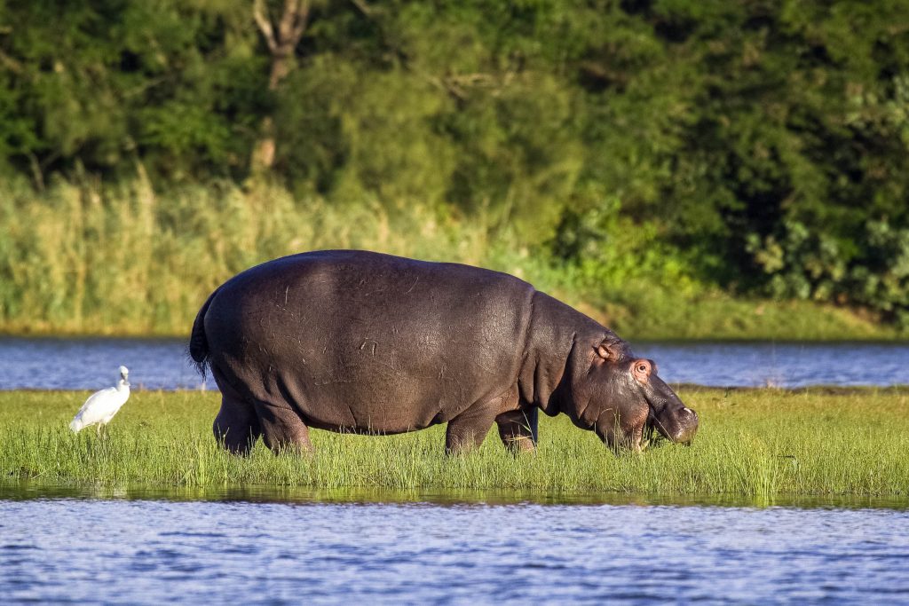 Big Five Safari animals
