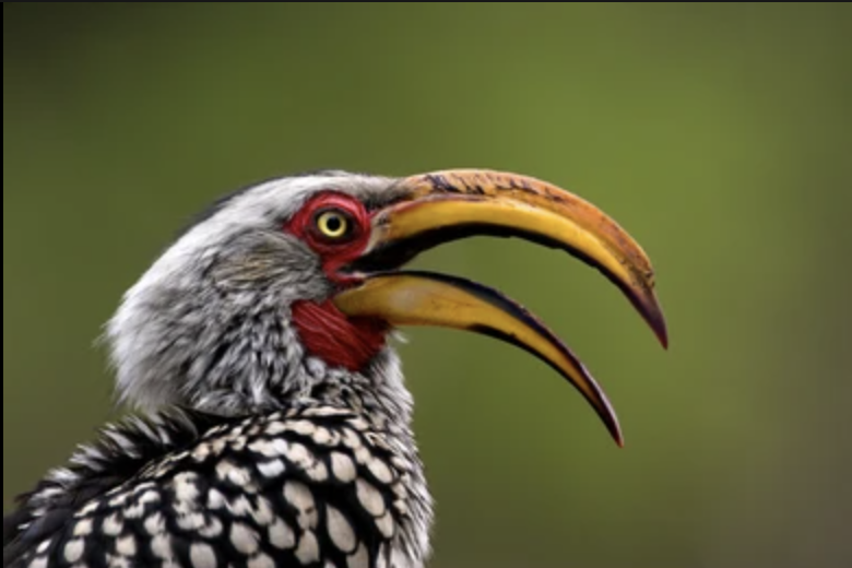 Interesting facts about Kruger national park