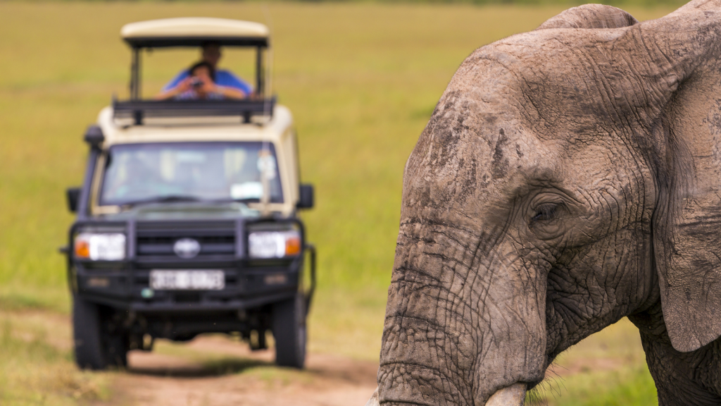 An elephant walks across a grassy field while a safari vehicle with a person taking photos is in the background. The scene captures a close-up view of the elephants textured skin and the open landscape.
