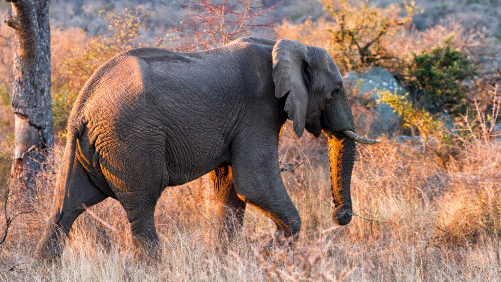 Slow safari