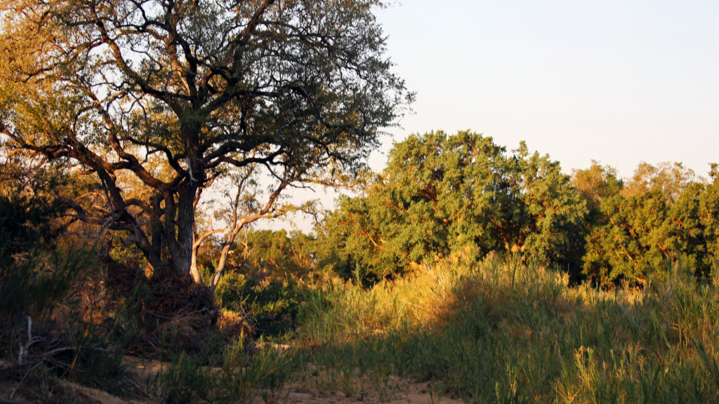 A serene landscape featuring a large tree with sprawling branches on the left, surrounded by lush green grass. Sunlight casts a warm glow on the foliage, creating a tranquil and picturesque natural scene.