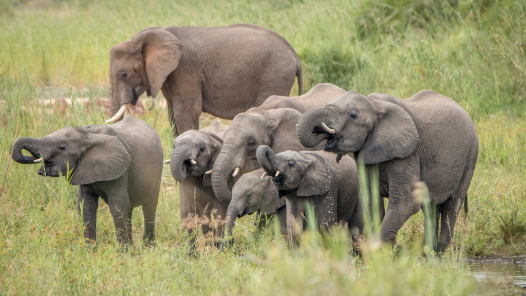 book a Kruger National Park safari