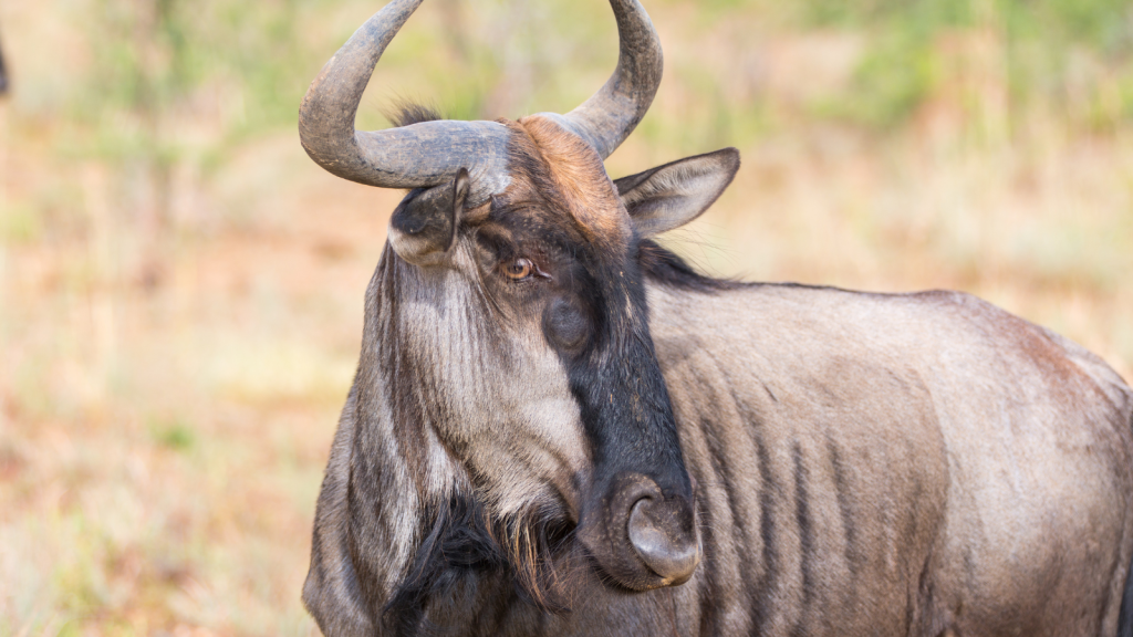 A close-up of a wildebeest in a grassy savanna. The animal has a sturdy build, distinctive curved horns, and a shaggy mane. Its fur is a mix of brown and gray tones. The blurred background suggests an open, natural habitat.