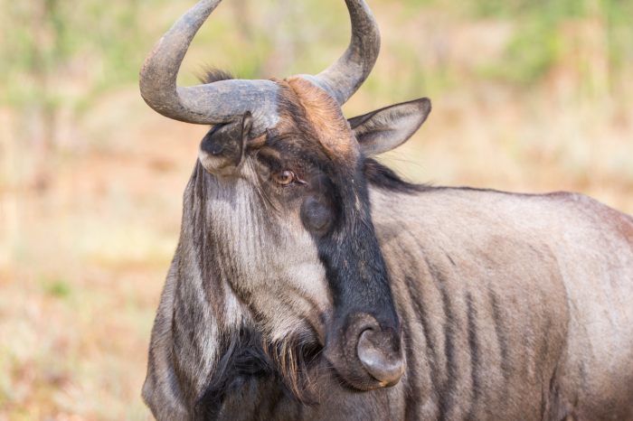 2 Day Pilanesberg National Park Safari
