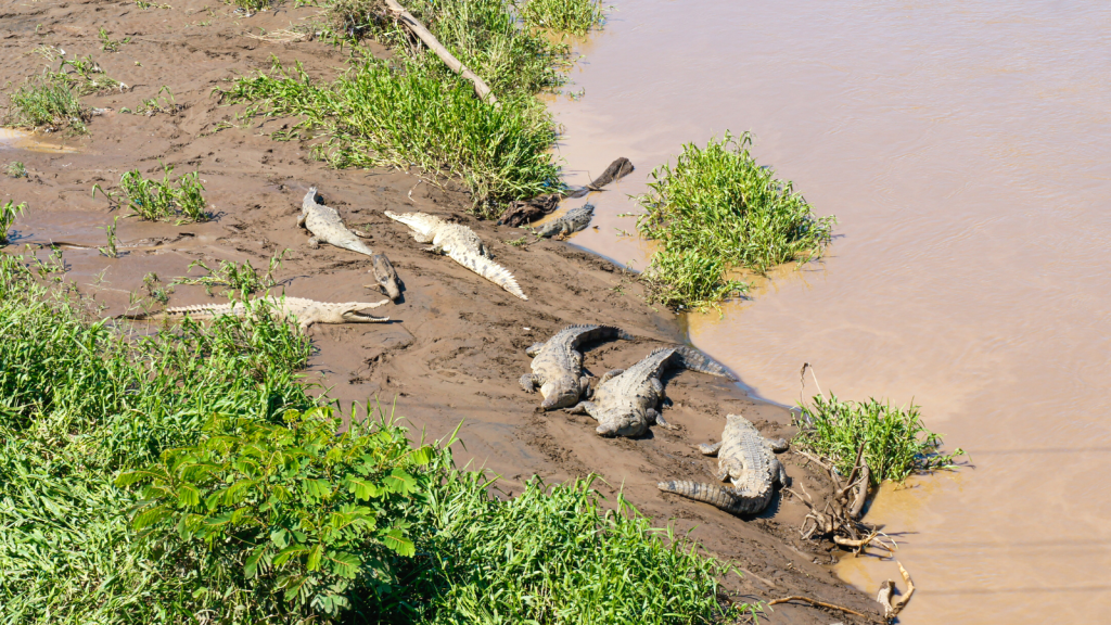 Crocodile bridge rest camp