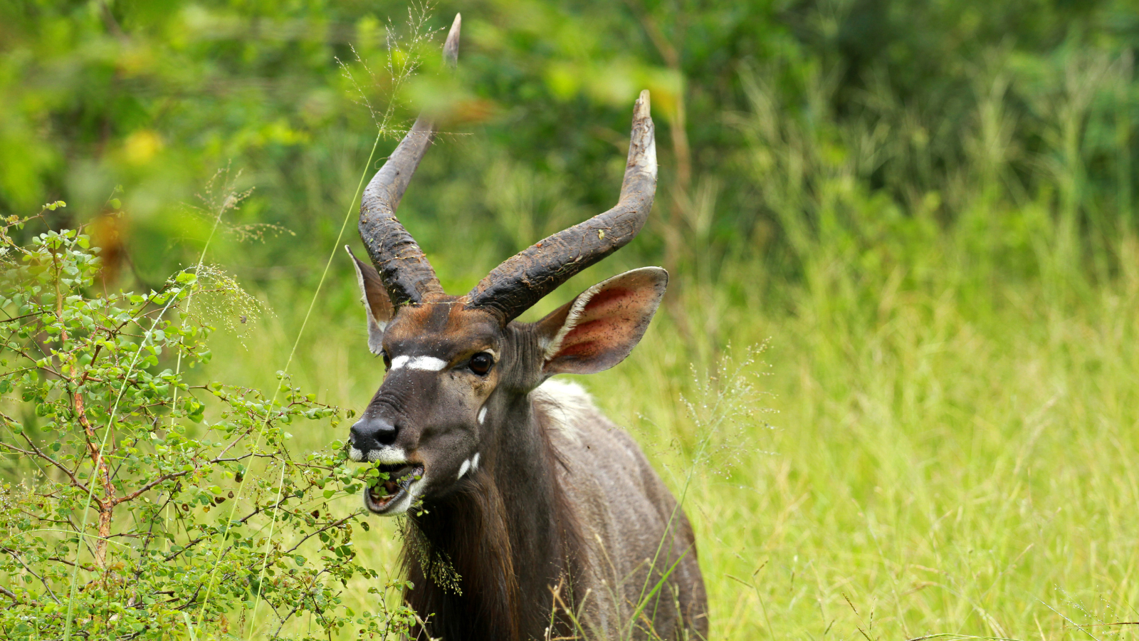 Kruger national park tours