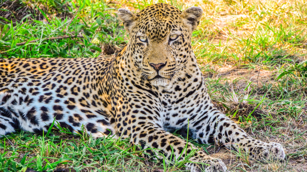 bateleur bushveld camp in Kruger park safari tours