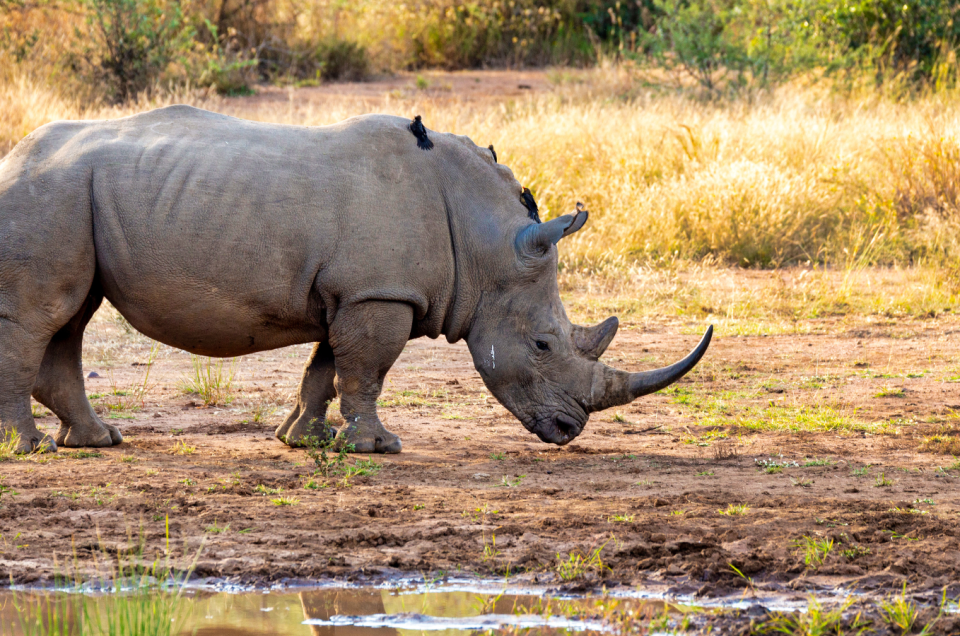 Protecting Kruger’s Legacy: Conservation Efforts