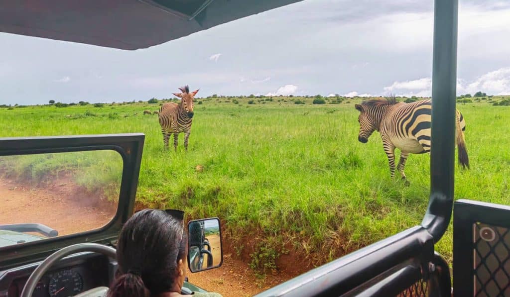 Wild safari animals