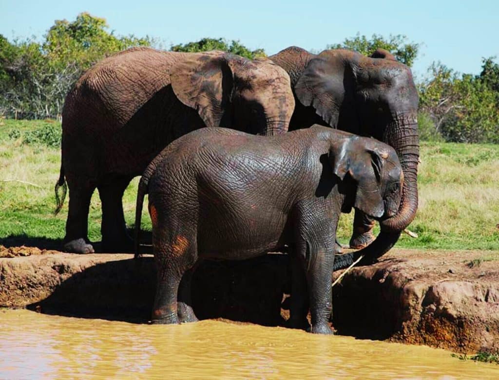 Big 5 safari tours