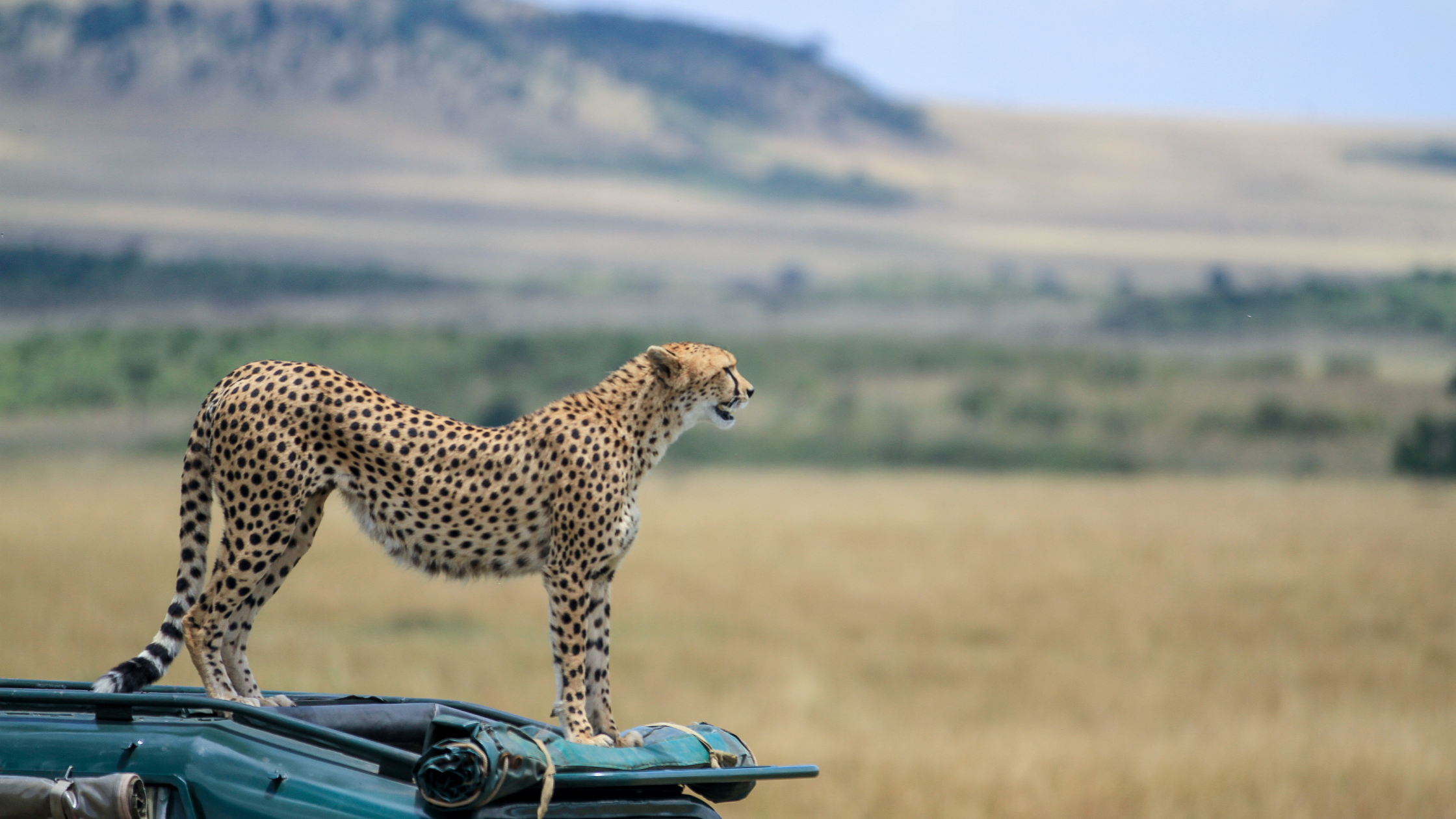 safari masai mara