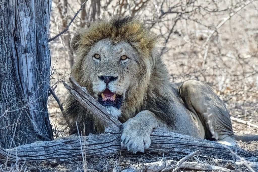 A majestic lion rests by a tree, its mane highlighting its features. The lions open mouth reveals its teeth as it gazes ahead. Dry brushwood and the African savanna landscape surround it, creating an authentic wild habitat setting.