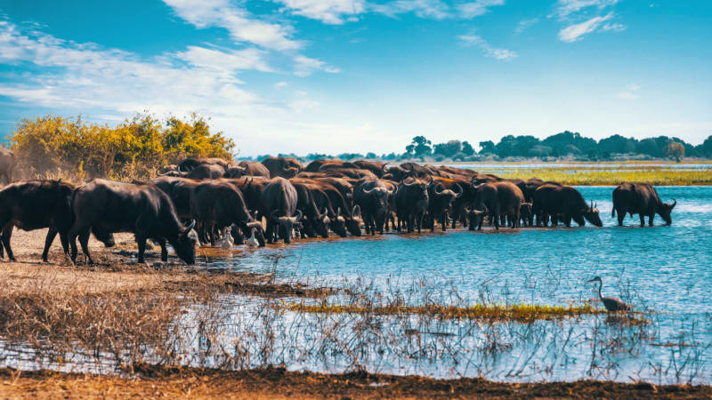 Group of water buffalos