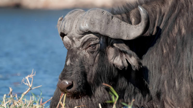 Water buffalo