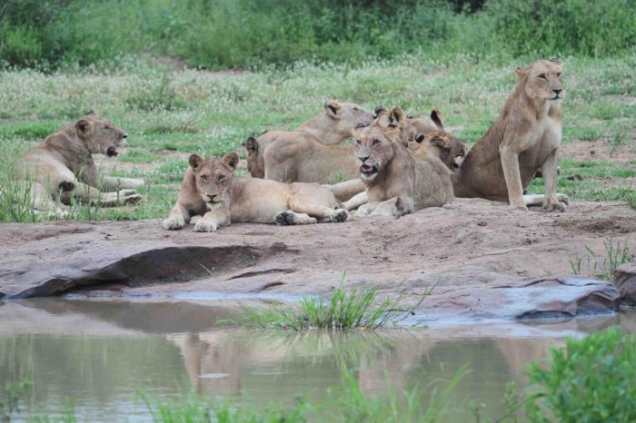3 Day Kruger Safari from Johannesburg – Budget Fly in