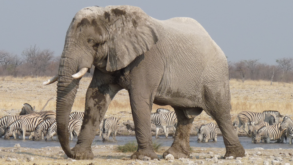 Best Time to Visit Kruger National Park