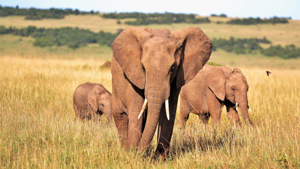 Sabi Sands 3