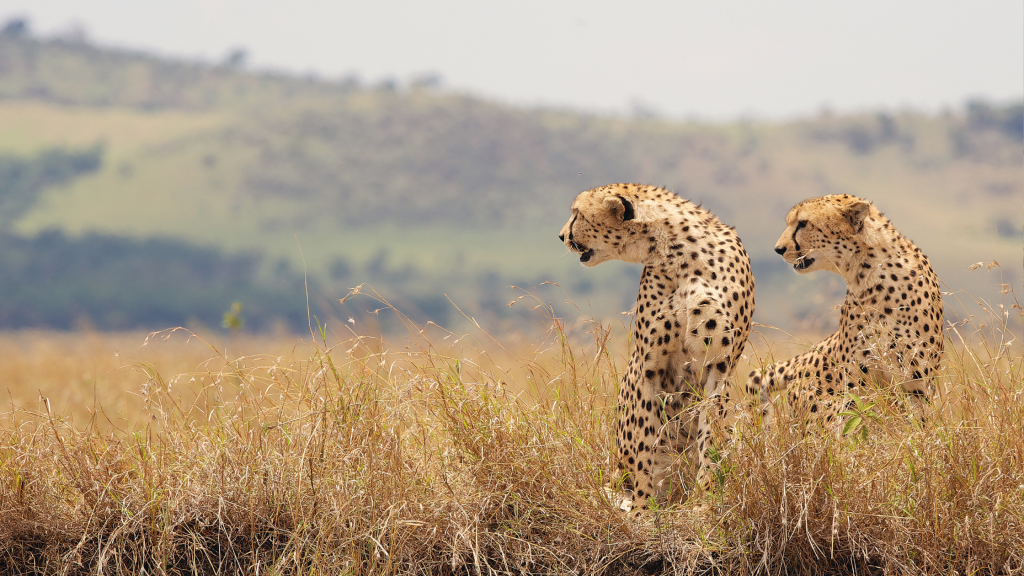 Sabi sands safari