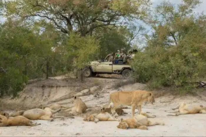 4 Day Fly-In Sabi Sand Safari from Johannesburg