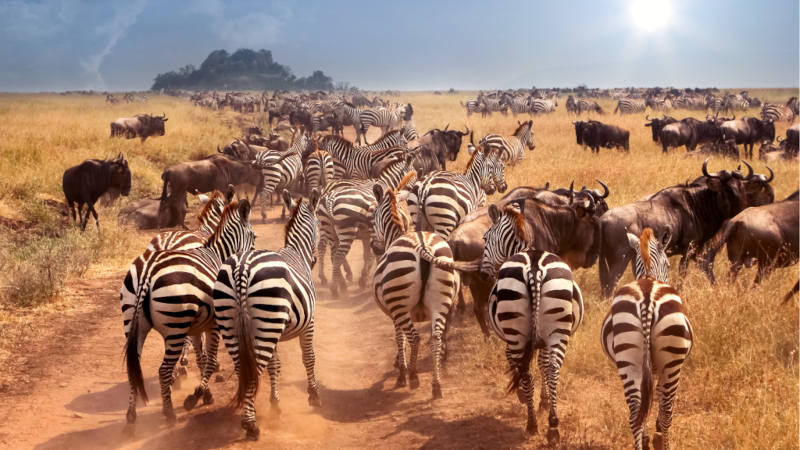 A herd of zebras and wildebeests runs across a sunlit savannah, raising dust. The landscape is grassy, with a small hill in the distance under a blue sky, partially covered by clouds with the sun shining through.