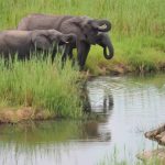 Elephants at 3 Day Kruger safaris