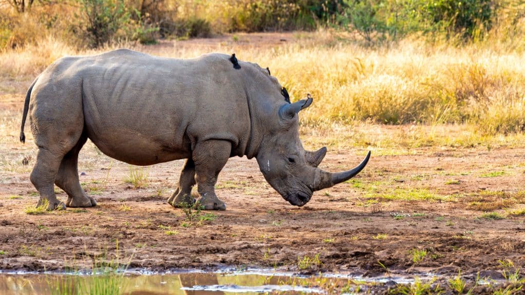 4 Day Johannesburg to Kruger National Park Tour