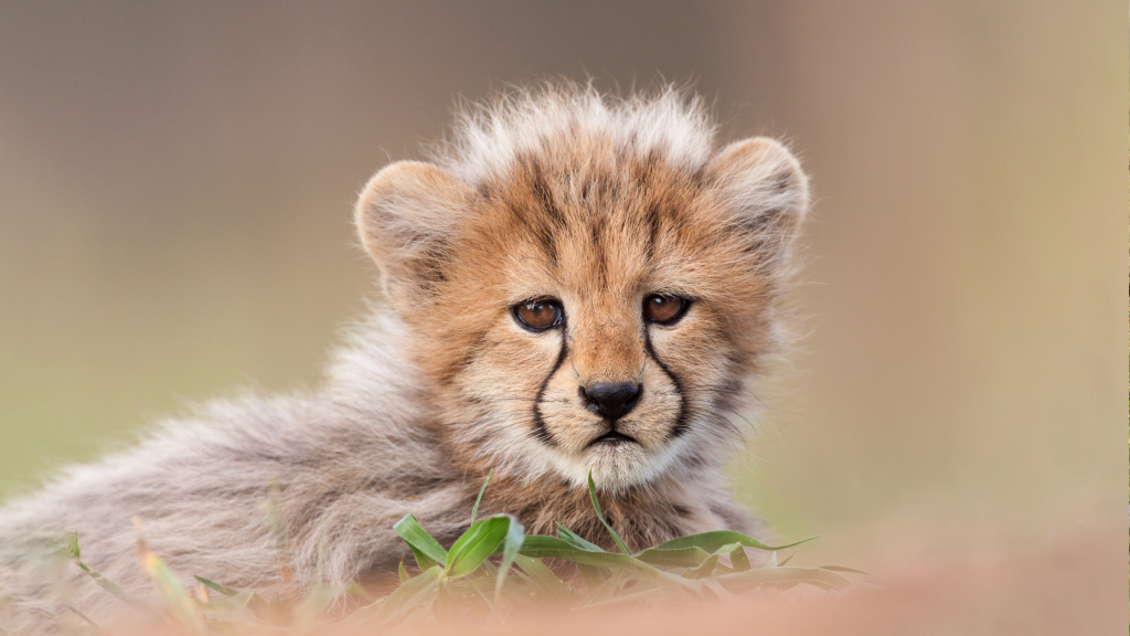 Kruger Tour