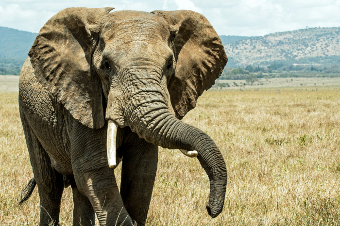 8 Day Namibia Vic Falls Chobe National Park from Johannesburg