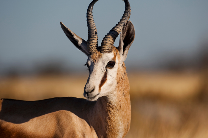 8 Day Namibia Vic Falls Chobe National Park from Johannesburg