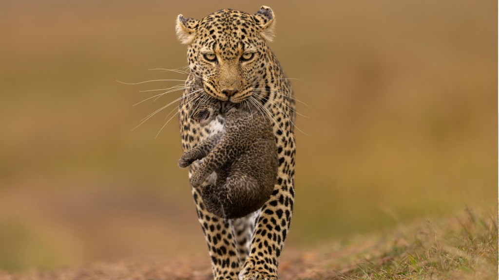3-day-masai-mara-budget-safari