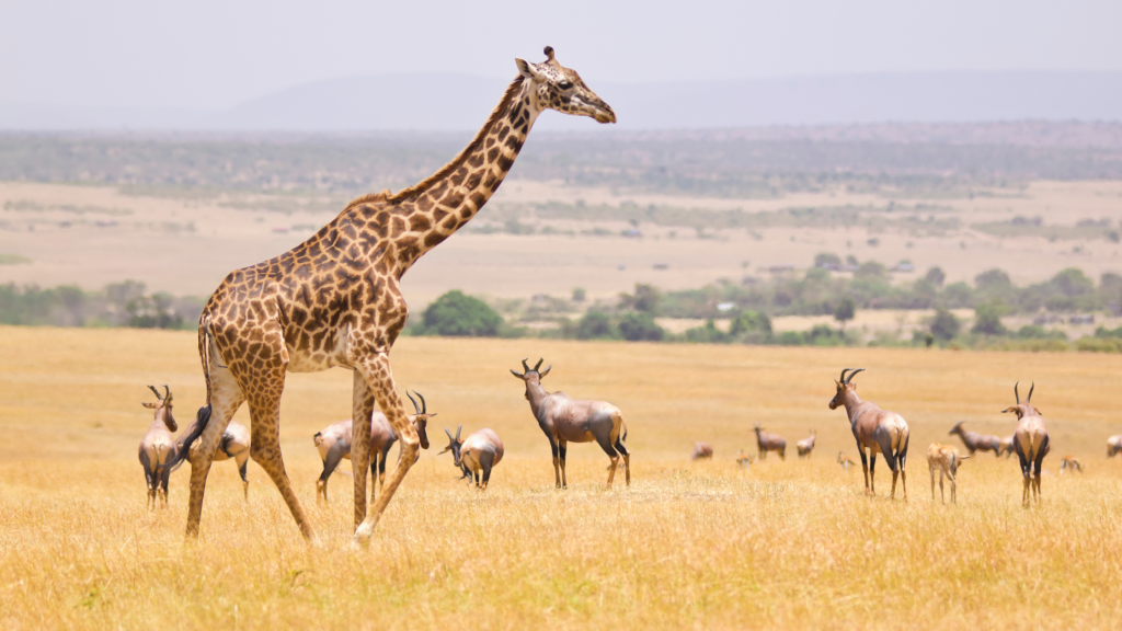 the great rift valley kenya