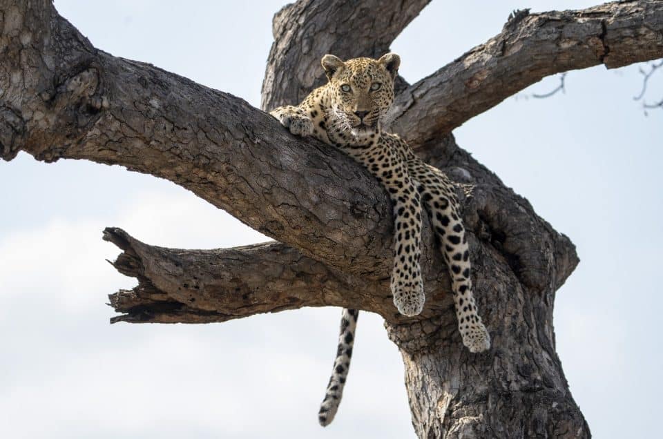 Top 5 Smart Flight Tips For Seamless Safaris And Tours Across South Africa