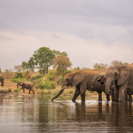 african big five safaris