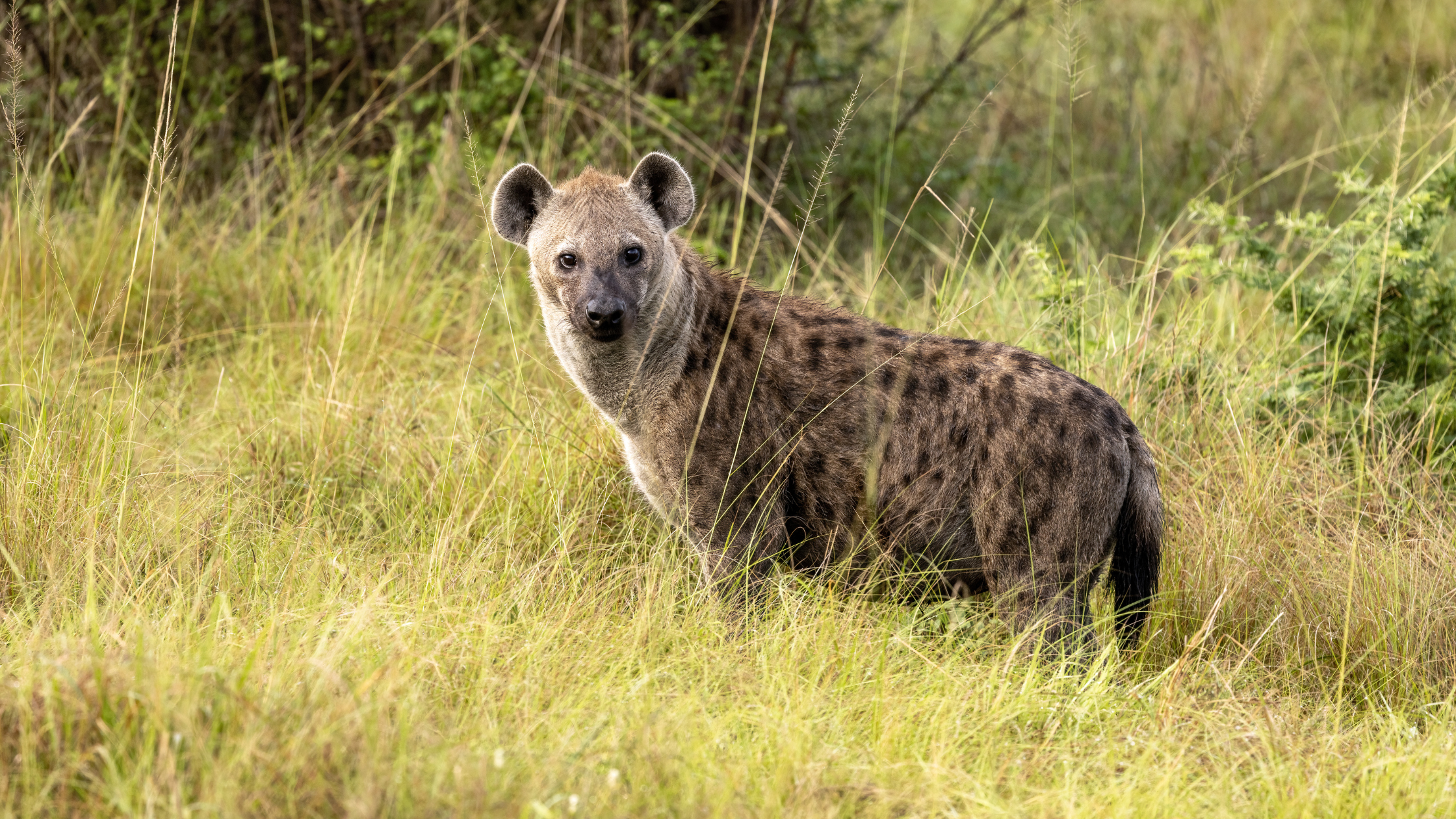 Day Safari Near Johannesburg – Big Cats & Game Drive