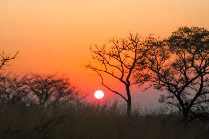 Day Safari Near Johannesburg – Big Cats & Game Drive