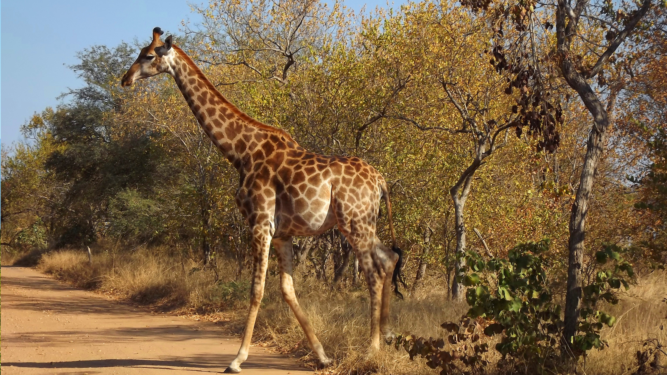 Day Safari Near Johannesburg – Big Cats & Game Drive
