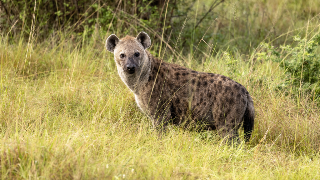 3-Day Budget Kruger Safari from Johannesburg